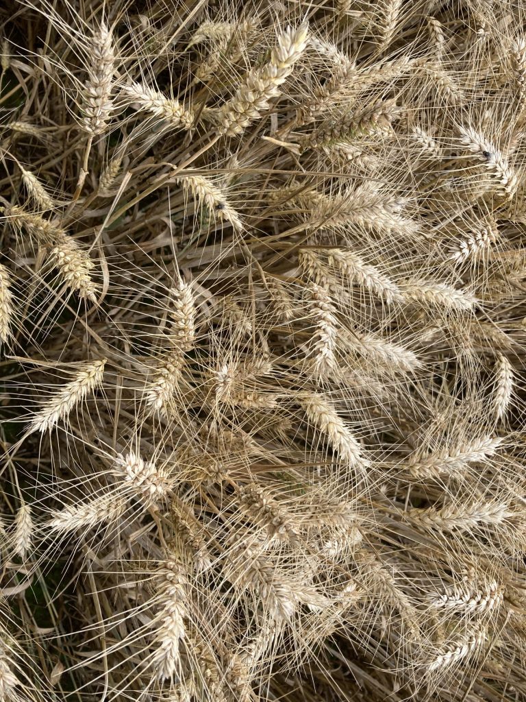 Stone Age Stomp Burton in Wiltshire